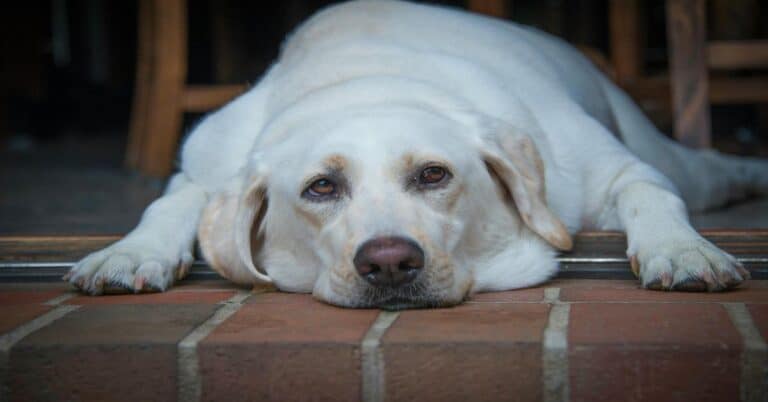 Dog lying down on brick floor, relaxing at home.