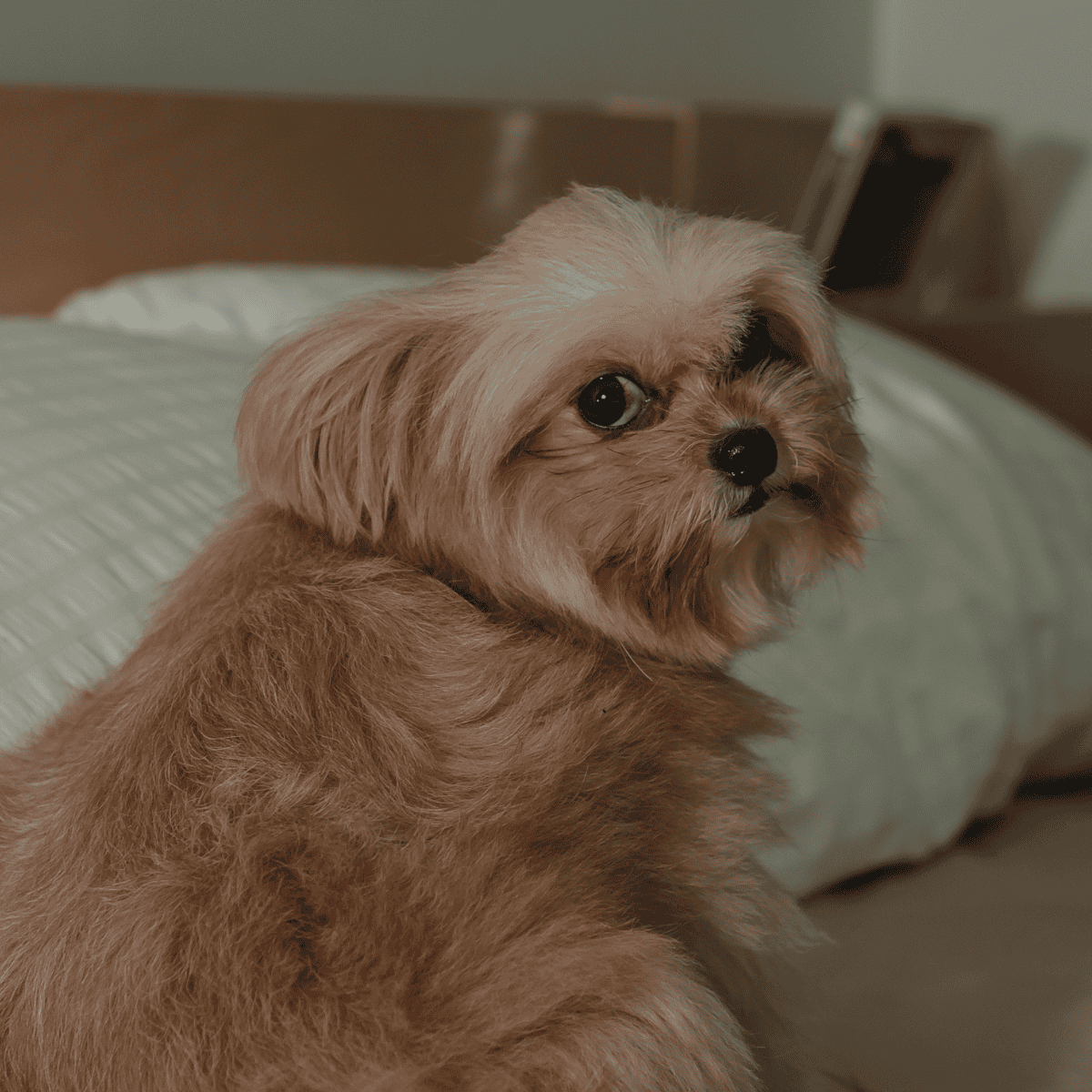 Adorable small dog with fluffy fur resting comfortably on a bed.