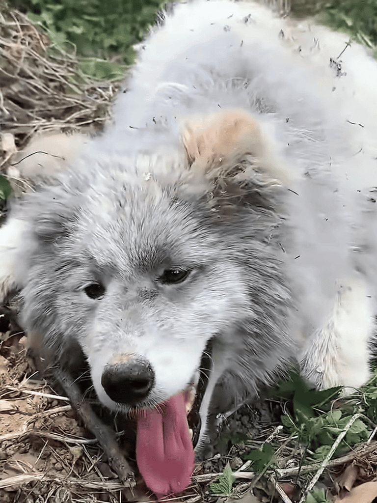 Husky lying on ground with tongue out, enjoying outdoor adventure. Perfect for dog lovers and pet care content.
