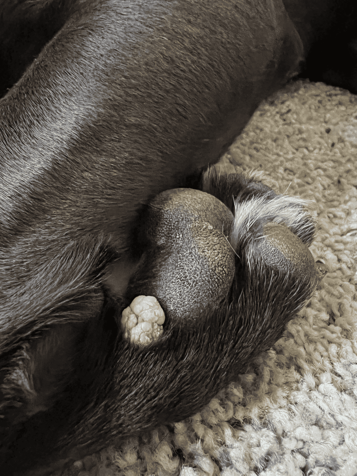Close-up of a dog's paw pads and claws, highlighting textured paw surfaces and fur details.