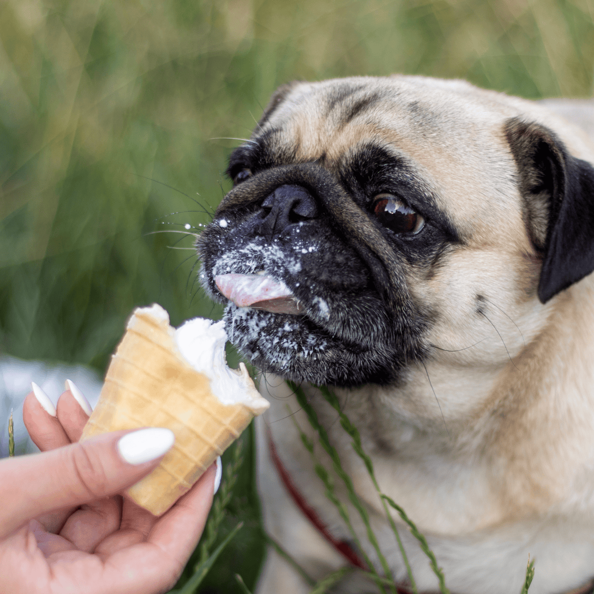 Pug puppy eating ice cream cone outdoors.