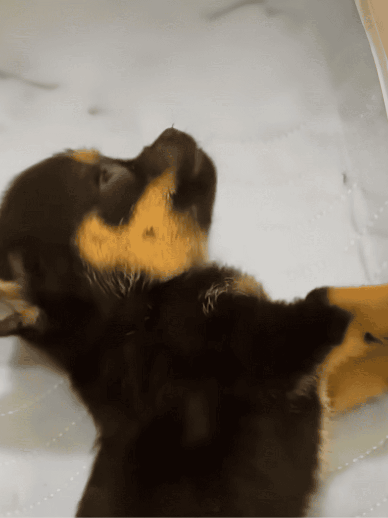 Image of a sleeping puppy with black and brown fur, ideal for pet care and dog adoption content.