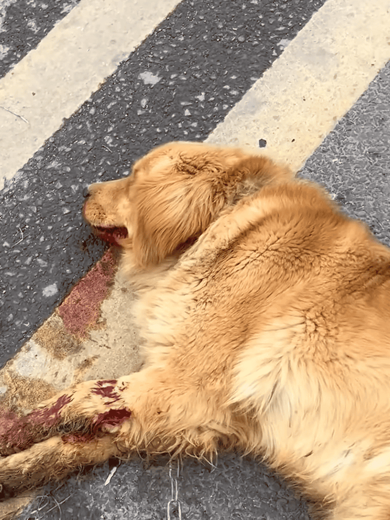 Dog lying injured on street after accident, showing concern for pet safety and emergency response.