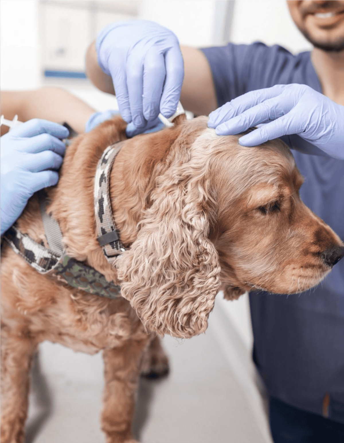 Veterinarian administering vaccine to a golden retriever puppy.