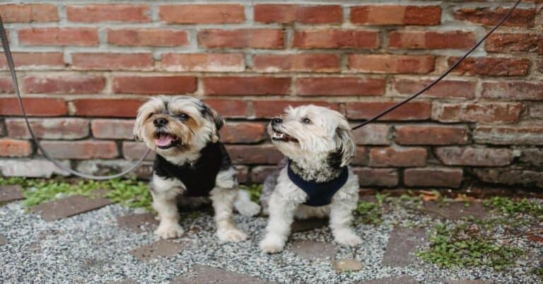 Adorable small dogs on leash outside, brick wall background.