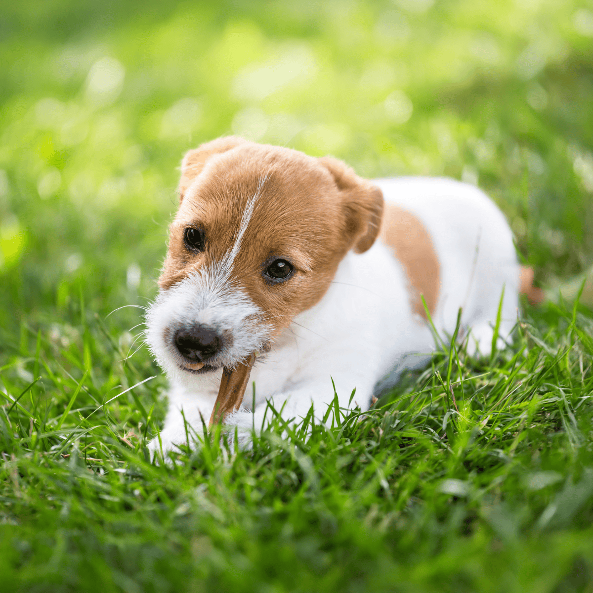 Adorable puppy chewing stick in lush green yard, perfect for dog lovers and pet care enthusiasts.