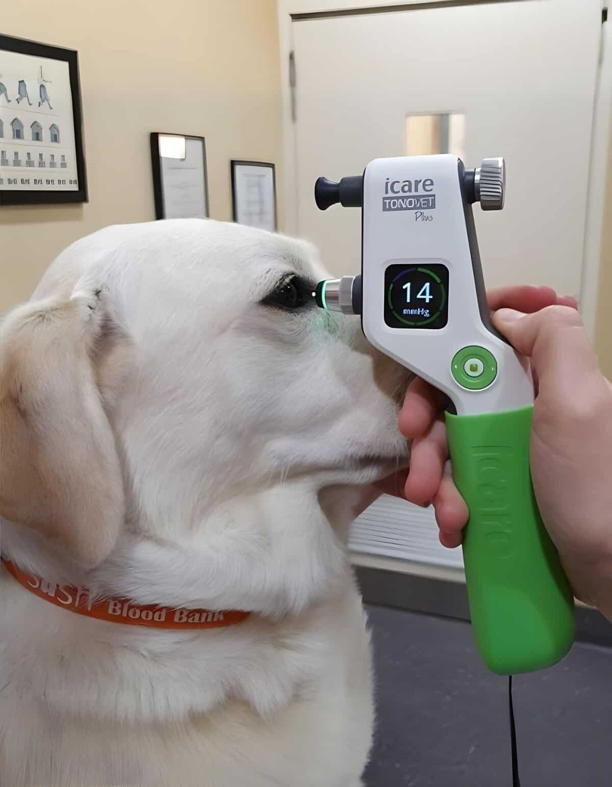 Dog being checked by vet using a digital blood pressure monitor for pet health assessment.