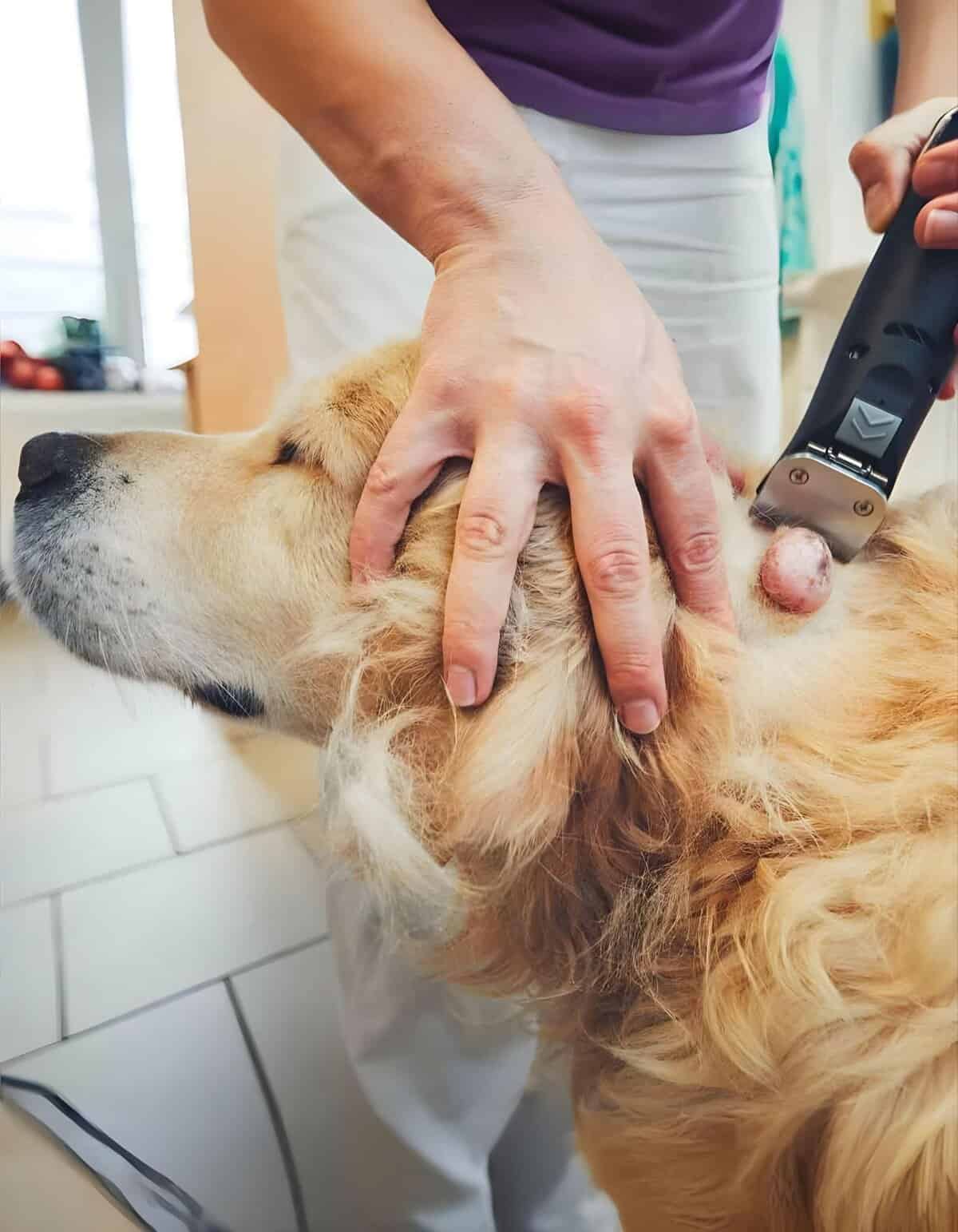 Dog being groomed with electric clipper for health and hygiene.