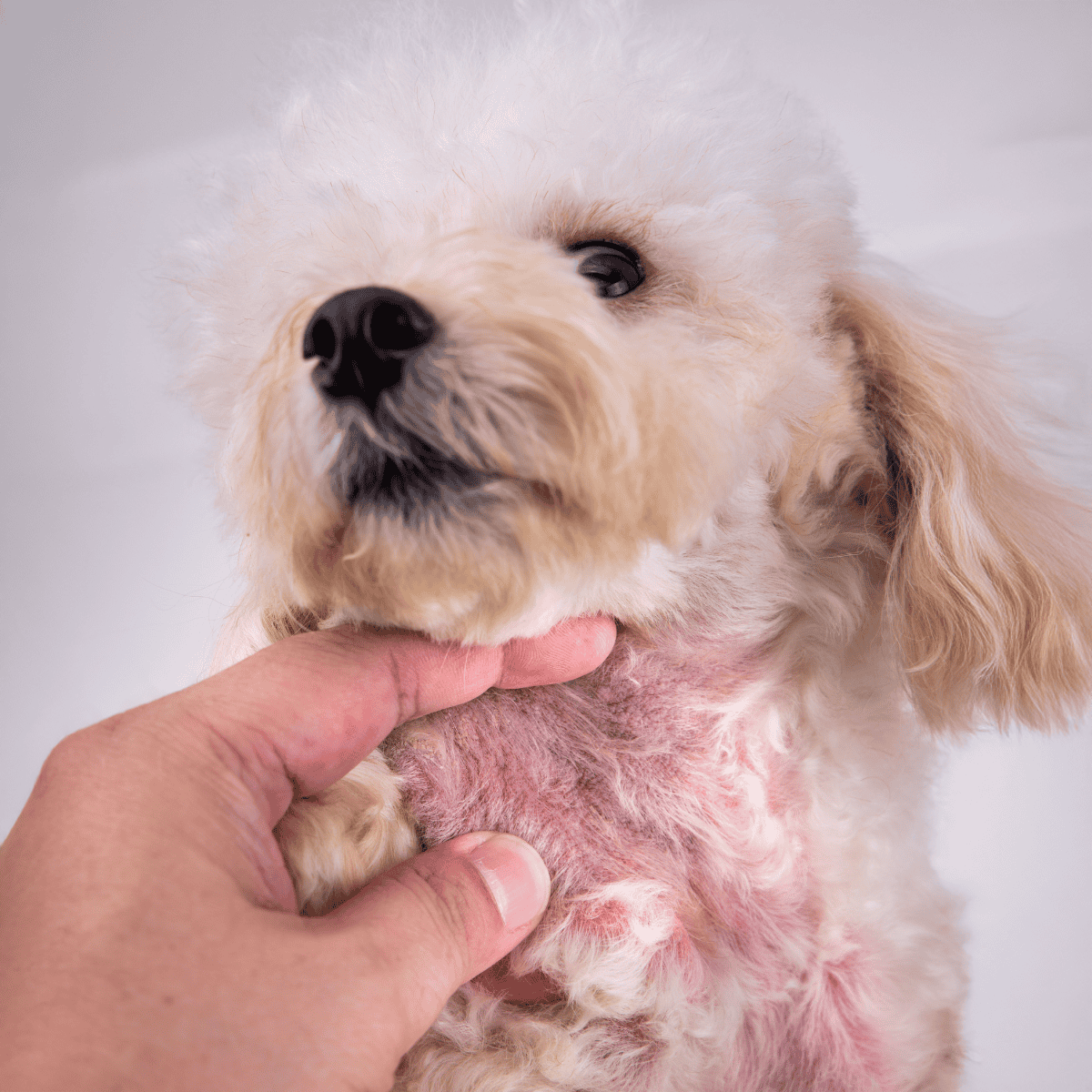 Close-up of a small puppy's face with skin problems, showing skin irritation and redness.