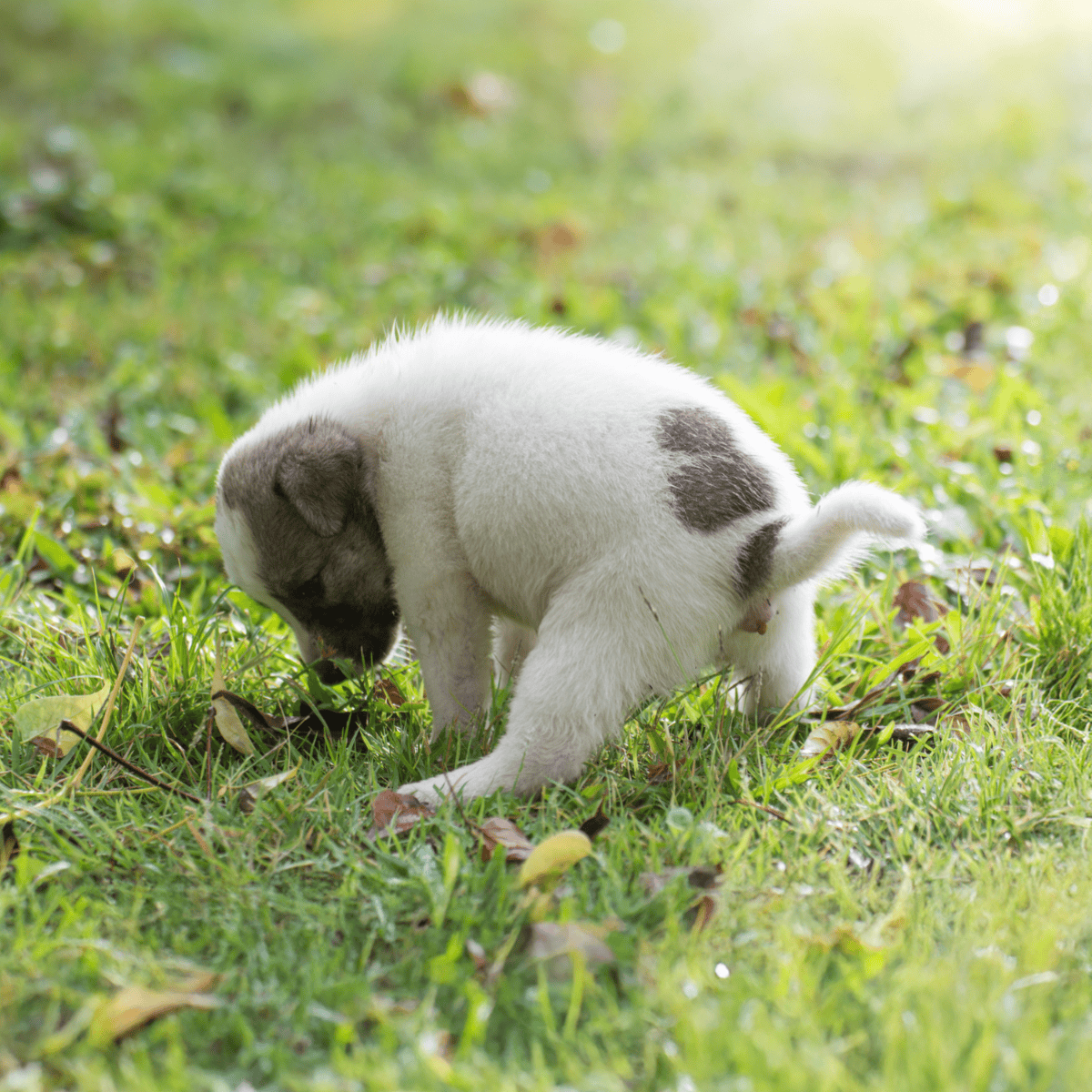 Cute puppy, playing in lush green grass, ideal for dog training and pet care resources.