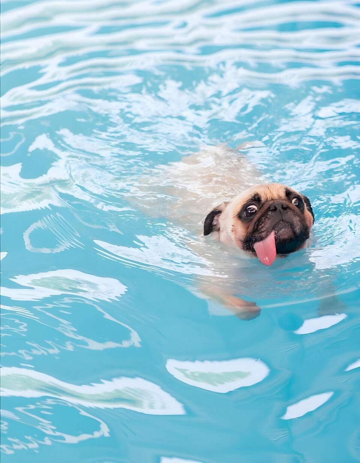 Alt text: Playful pug swimming in clear blue water with tongue out and happy expression.