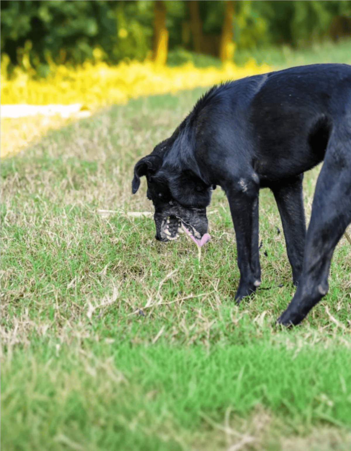 Cute black dog playing in grassy field on a sunny day.