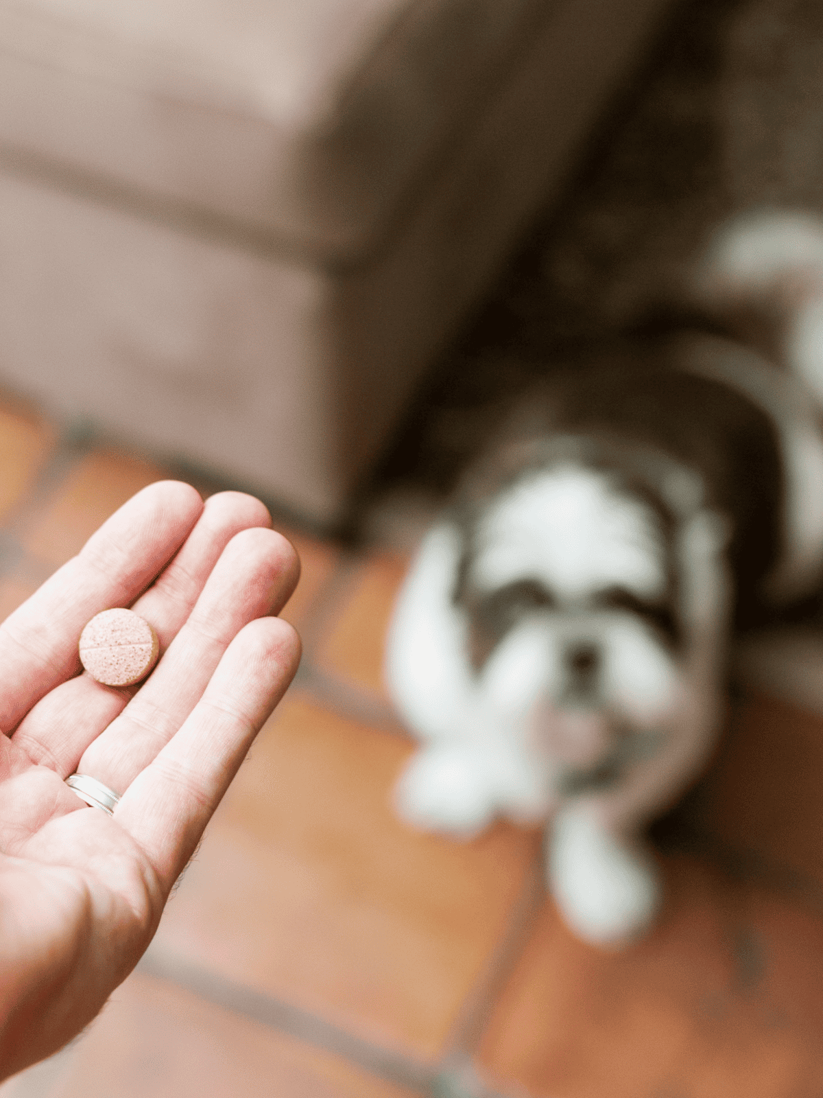 Dog supplement pill for health and wellness.