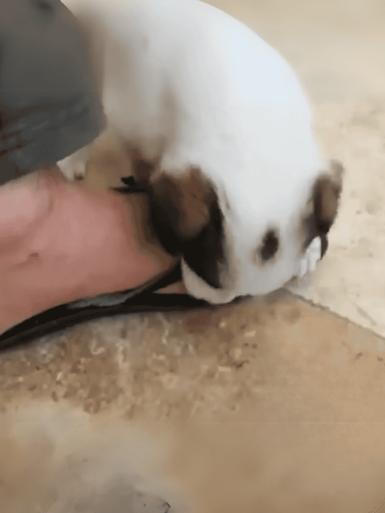 Adorable puppy snuggling with owner's foot on tiled floor.