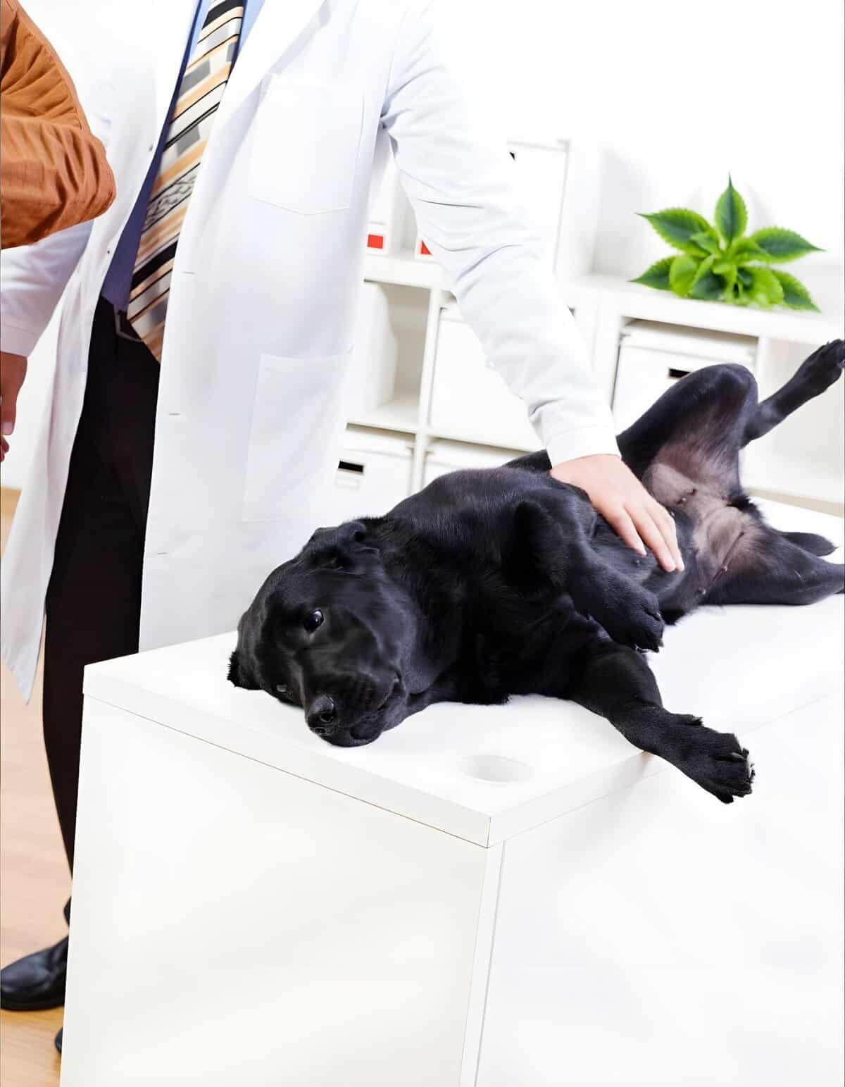 Friendly veterinarian checking a black Labrador Retriever lying on its back on an examination table, providing pet health care.