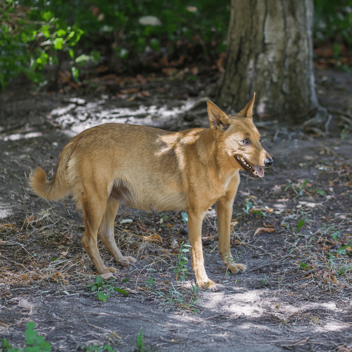 Playful dog exploring nature in a wooded area, enjoying outdoor adventure and forest walks.