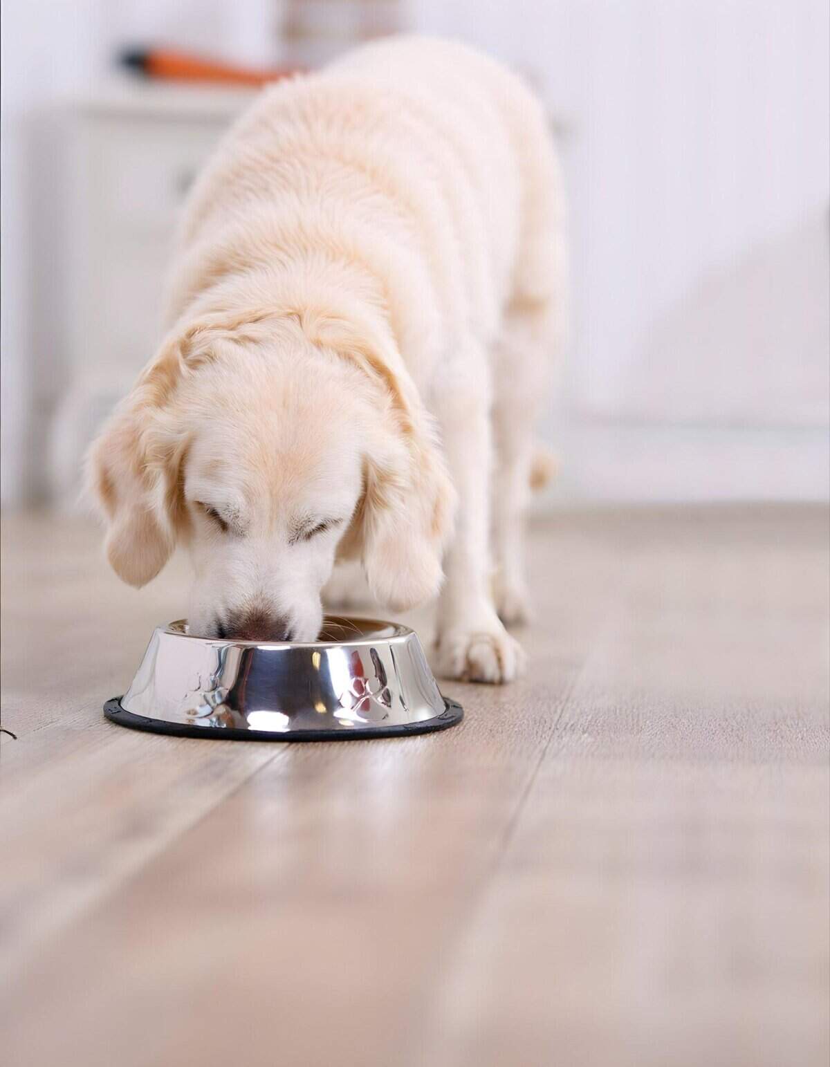 Dog eating from stainless steel bowl, hungry Labrador retriever, pet nutrition, dog food, canine diet.