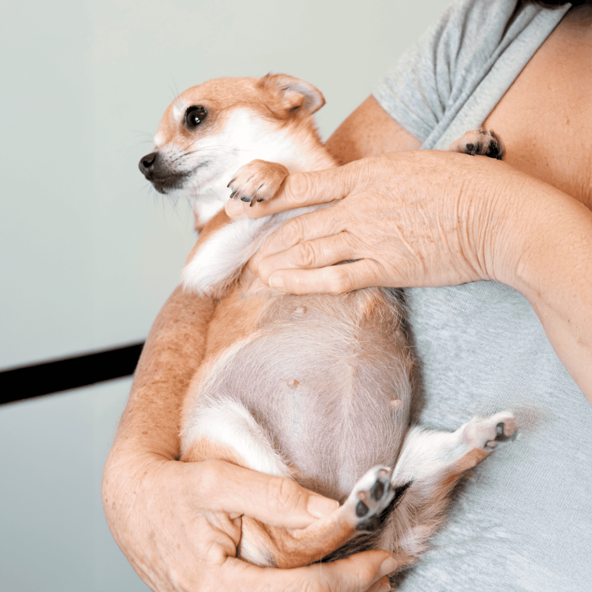 Pet grooming and health services.