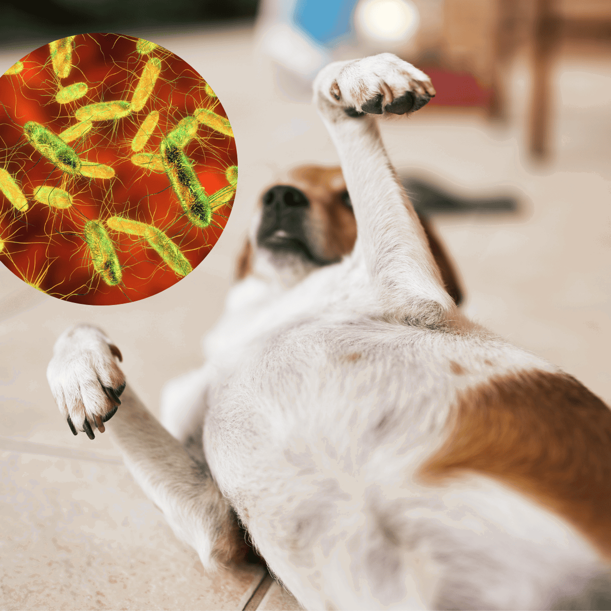 Dog parasite prevention, flea and tick control, pet health safety.