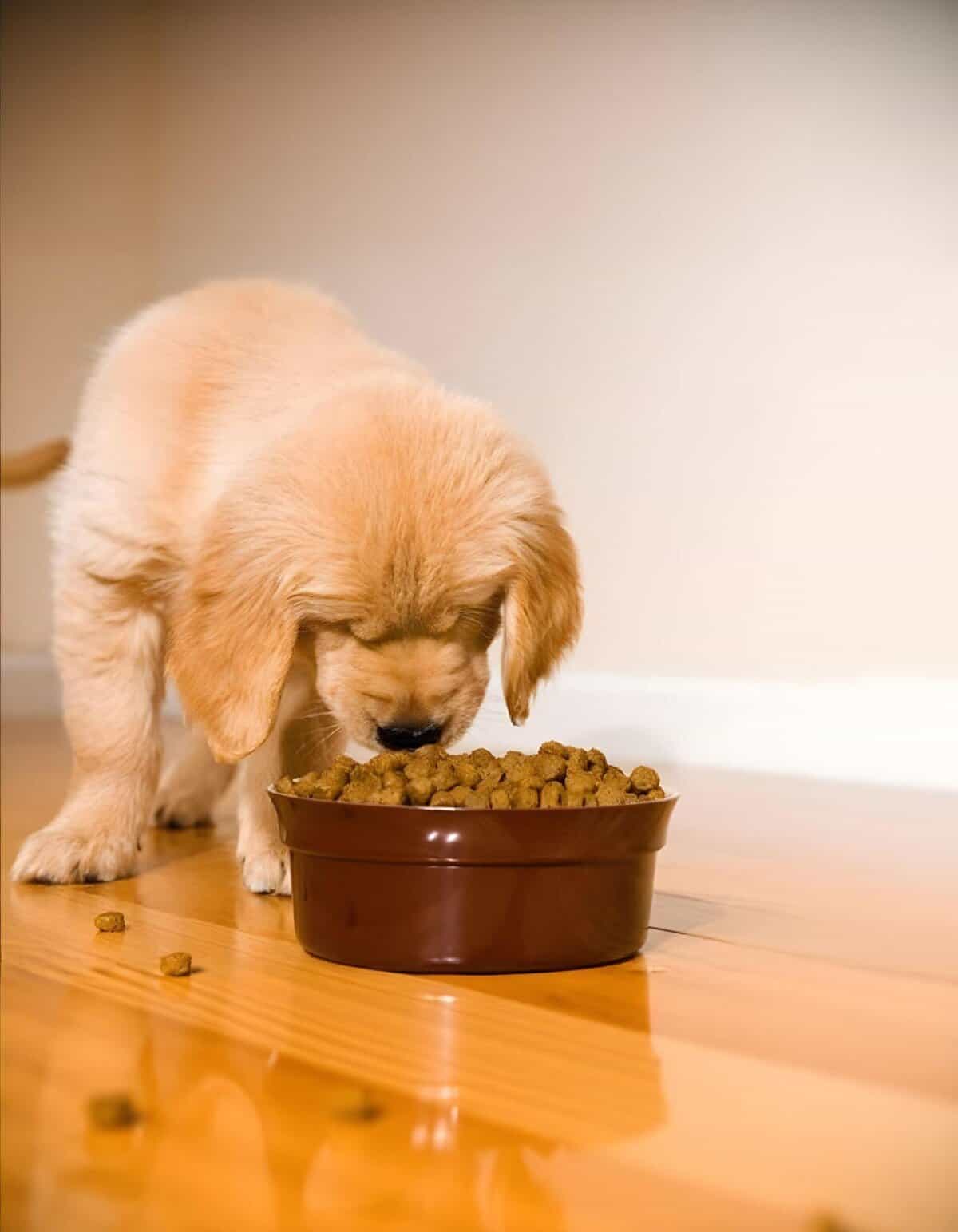 Adorable golden retriever puppy enjoying nutritious kibble in a ceramic bowl.