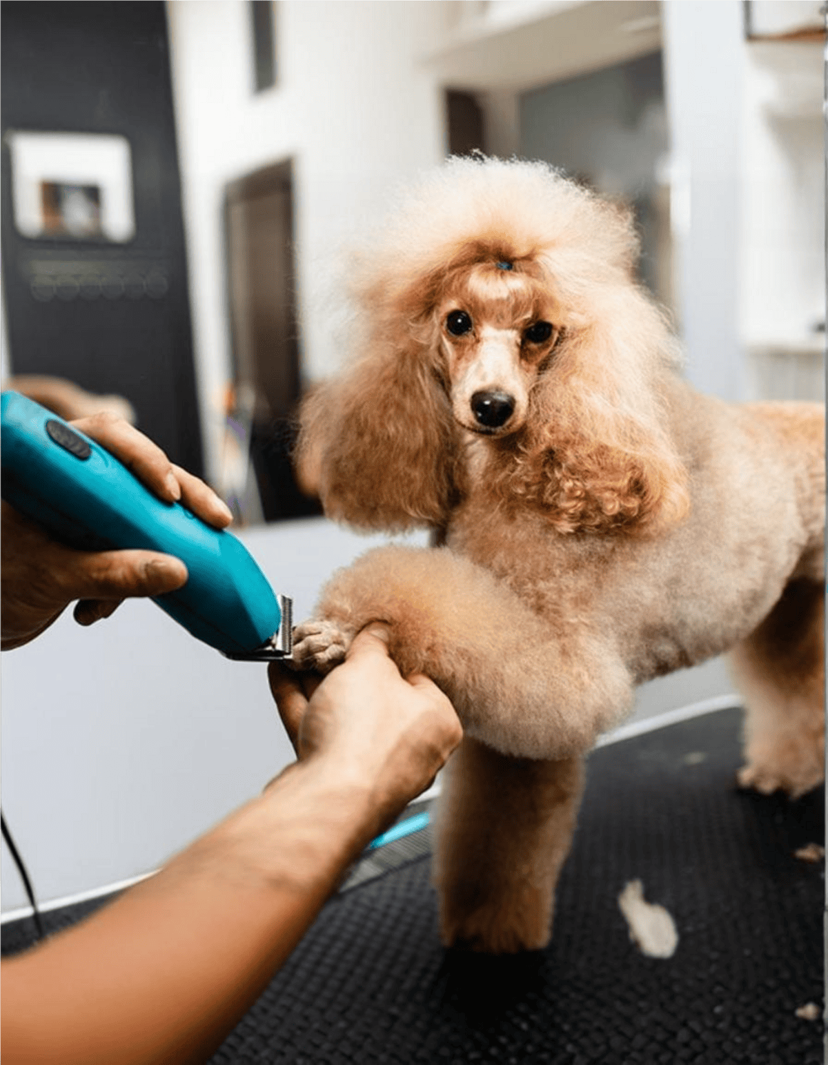Cute poodle getting groomed with electric clipper.