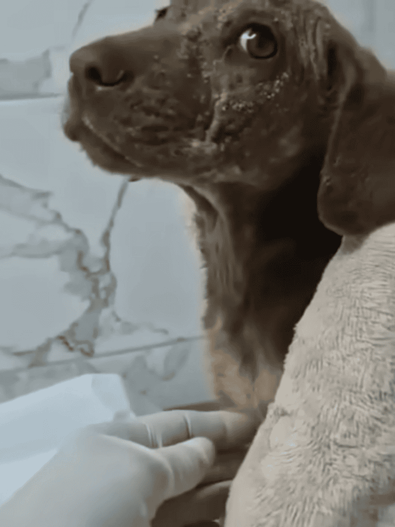 Adorable puppy getting veterinary exam, close-up of caring scene.