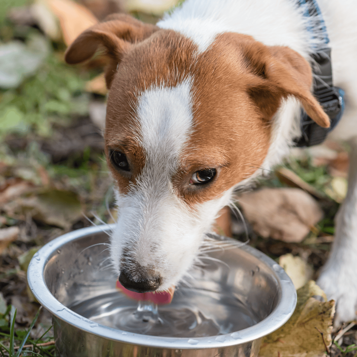 Cute dog drinking water from a stainless steel bowl outdoors.