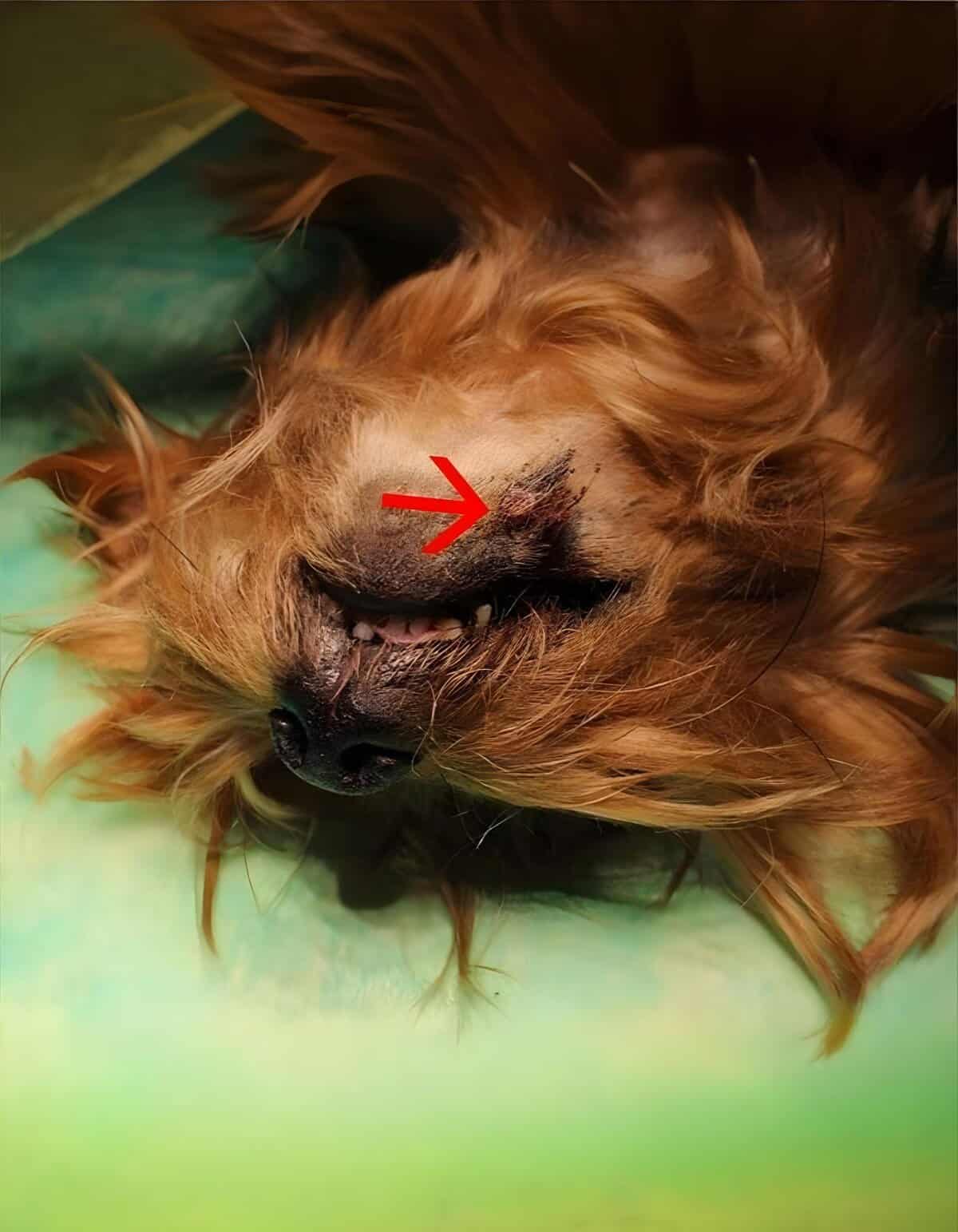 Close-up of a dog's face showing a skin wound and hair loss around the mouth.