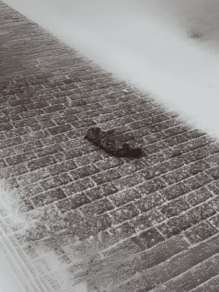 Dog relaxing on snowy brick pathway, ideal for outdoor dog comfort and winter pet safety.