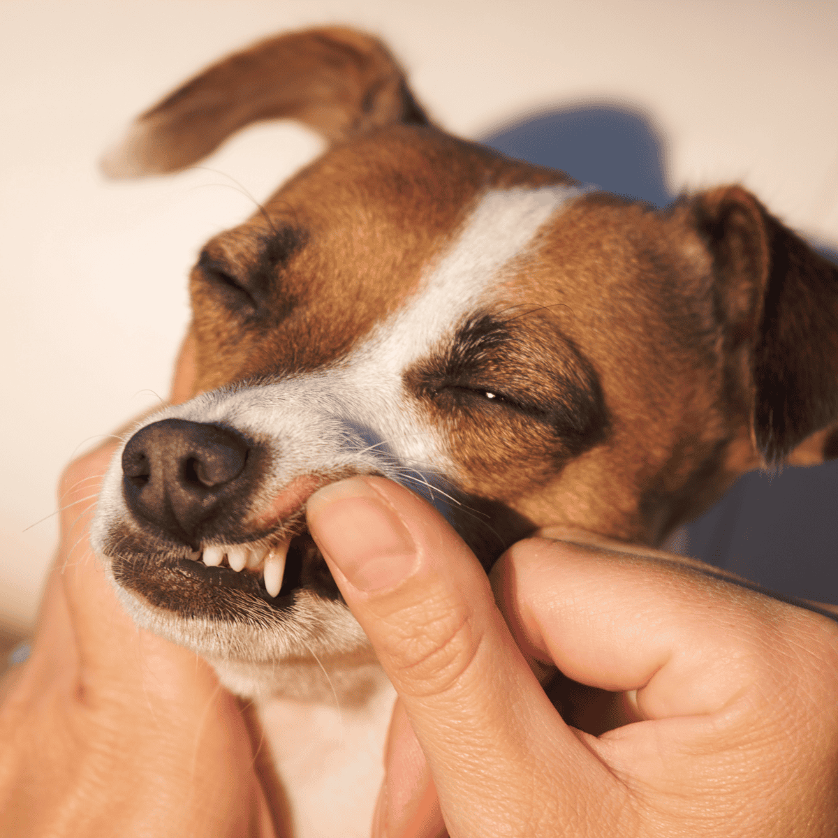Dog teeth cleaning process.