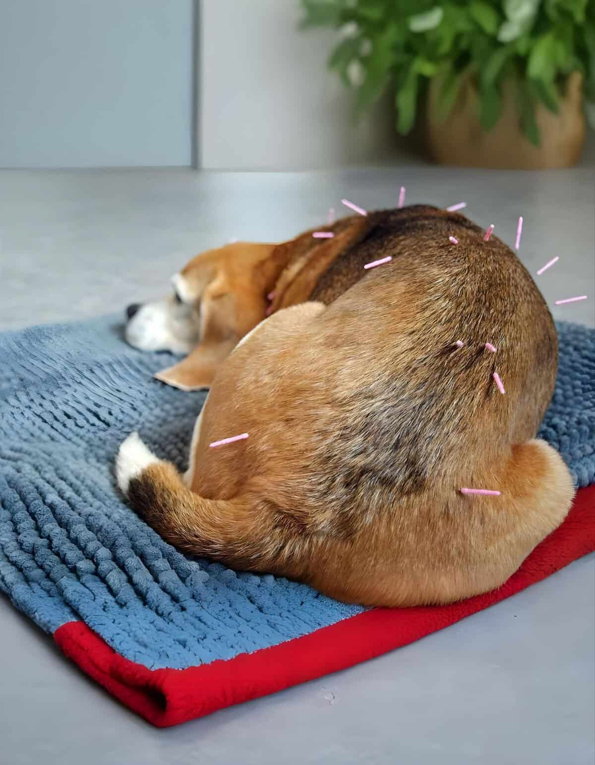 Alt text: Beagle receiving acupuncture treatment on its back and hips.