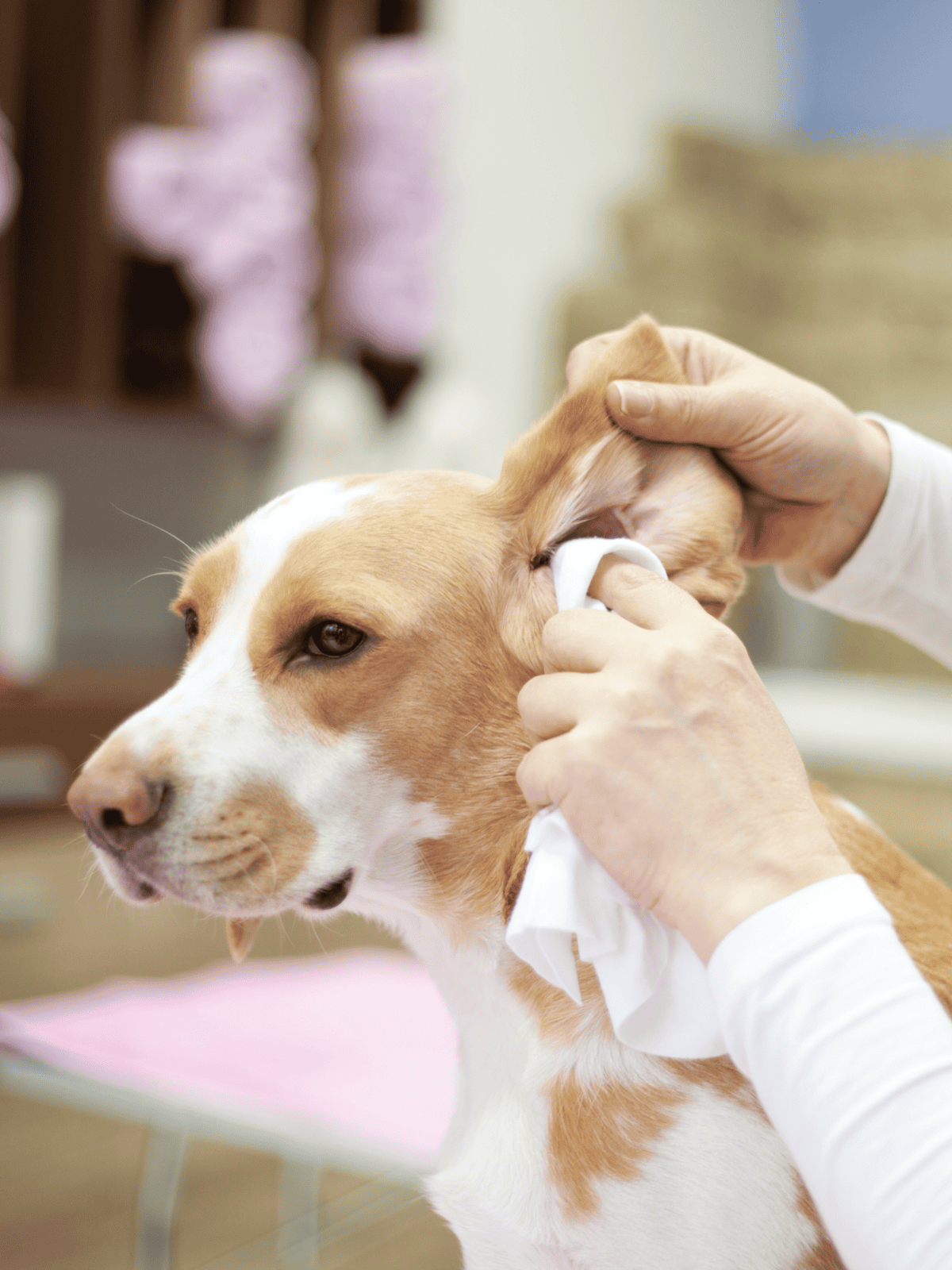 Dog ear cleaning procedure at a veterinary clinic or professional groomer. Gentle care to maintain pet ear health and prevent infections.