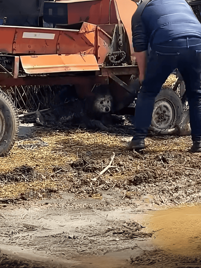 Dog hiding under farm equipment for safety.
