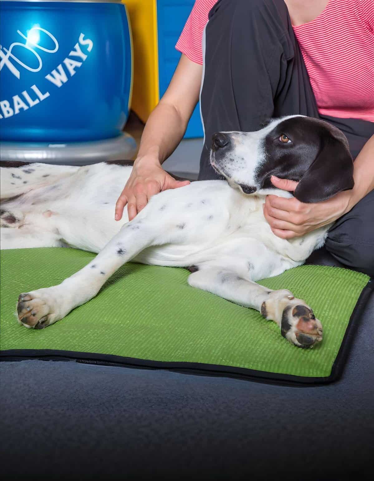 Injury or health checkup for a dog at veterinary clinic, dog care, pet health, wellness exam.