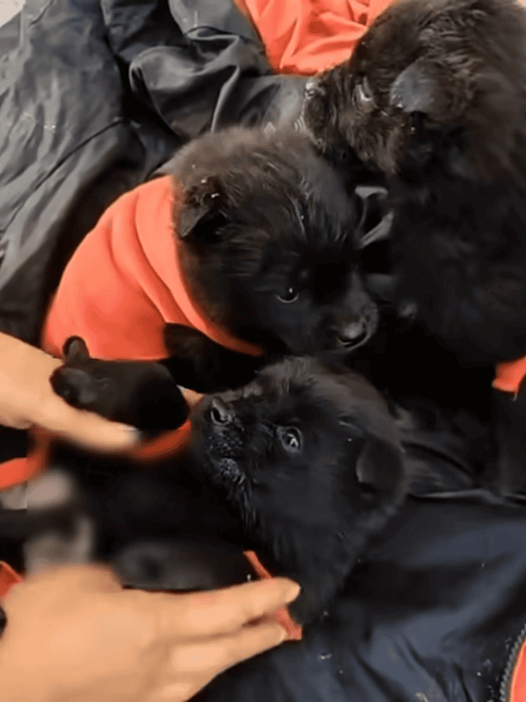 Adorable black puppies playing and cuddling together during a fun puppy play session.