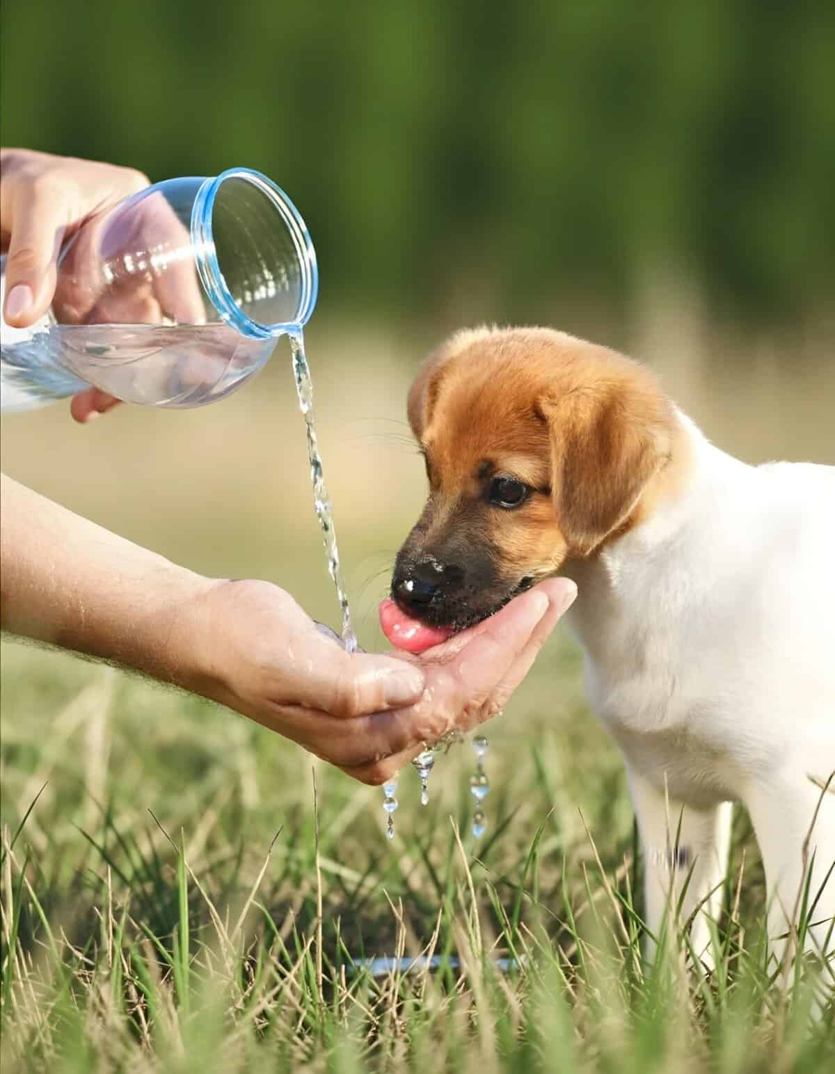 Adorable puppy enjoying fresh water on a sunny day in the grass.
