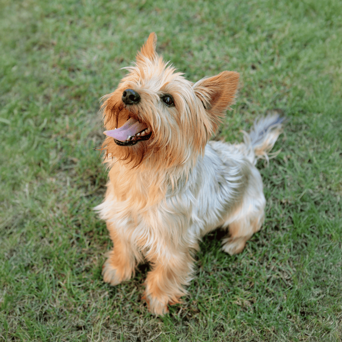 Lively dog enjoying outdoor playtime on green grass.