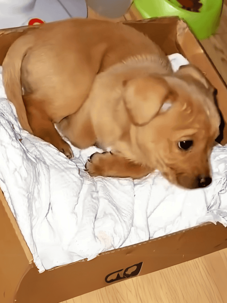 Adorable golden puppy sleeping in a cardboard box on crumpled paper.