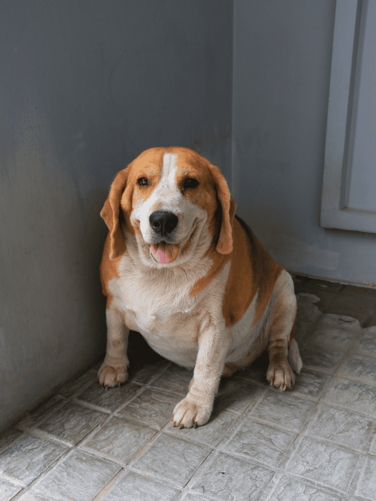 Adorable Beagle sitting on tiled floor near door, happy expression and wagging tail.