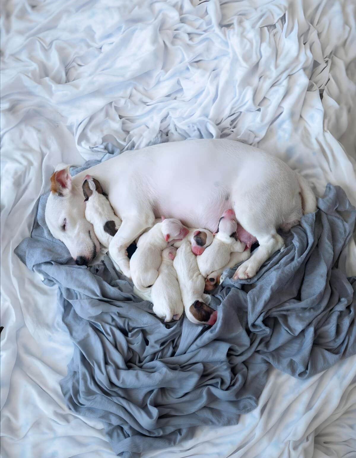 Caring dog mom with puppies sleeping on cozy blankets, new life and nurturing in action.