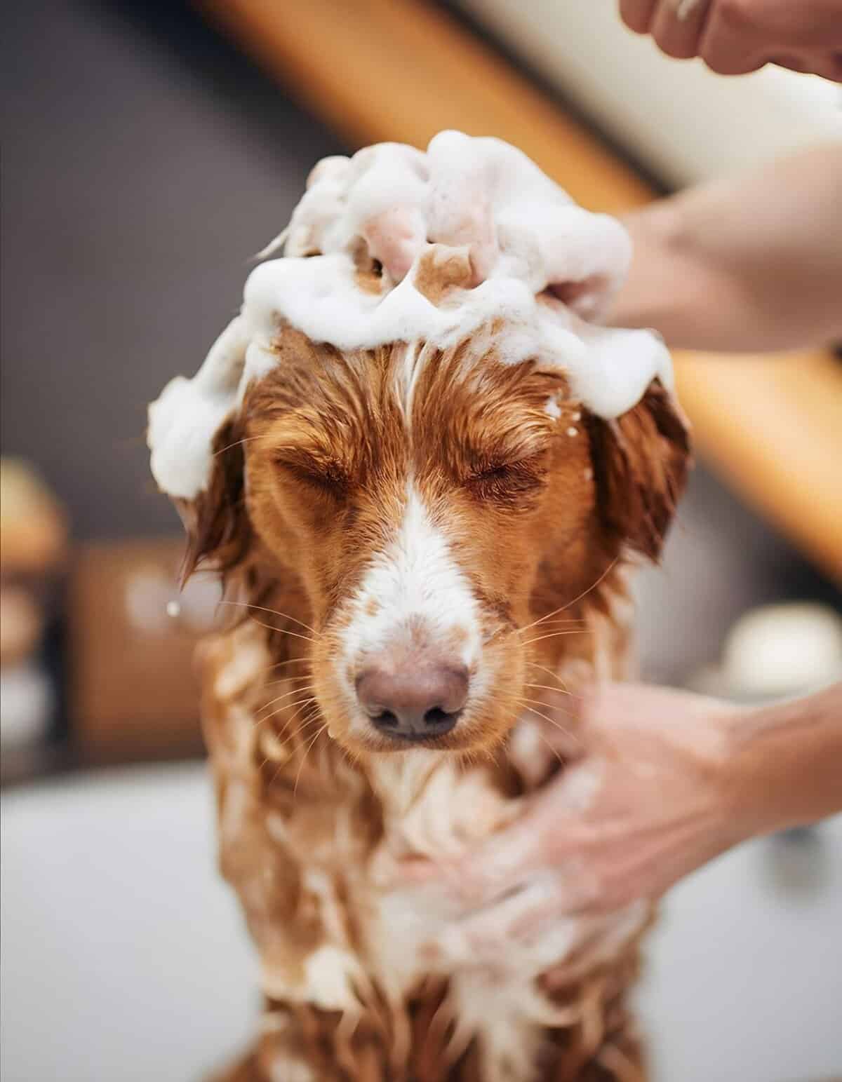 Close-up of a happy dog receiving a bath with soap lather on its head.