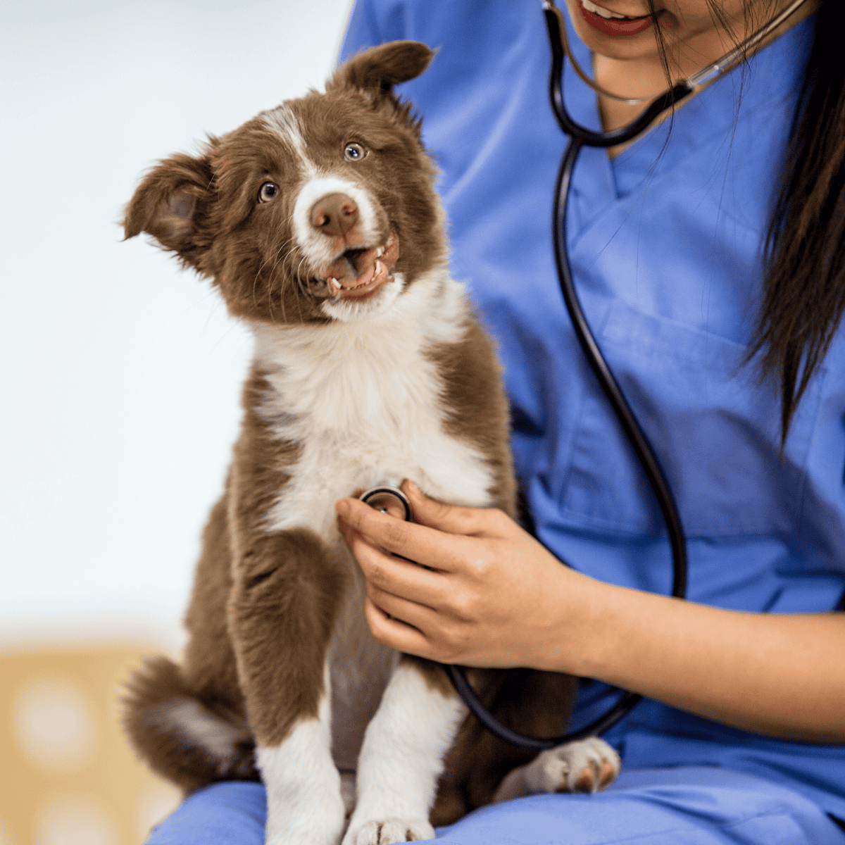 Happy Border Collie puppy with veterinarian in clinic.