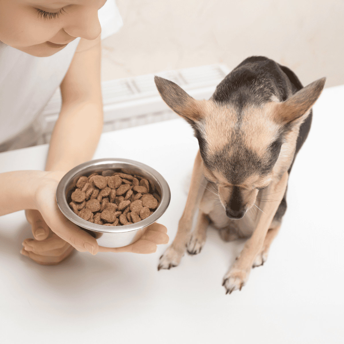 Dog being fed vet-approved kibble for optimal health.