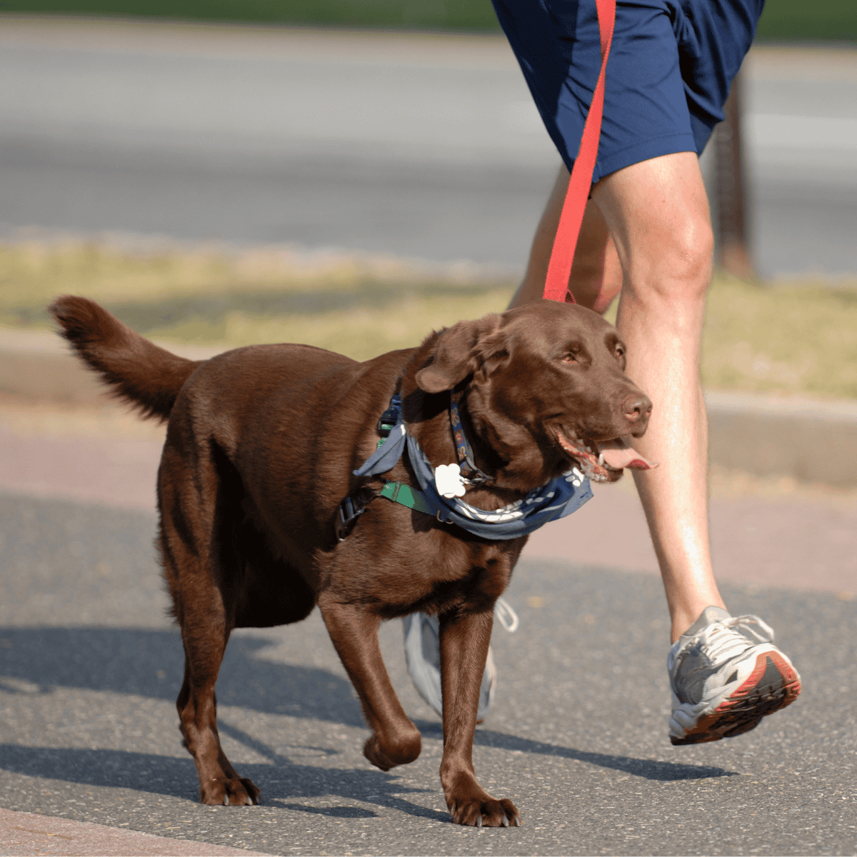 Labrador retriever on a walk with owner, dog training, pet care, dog walking service.