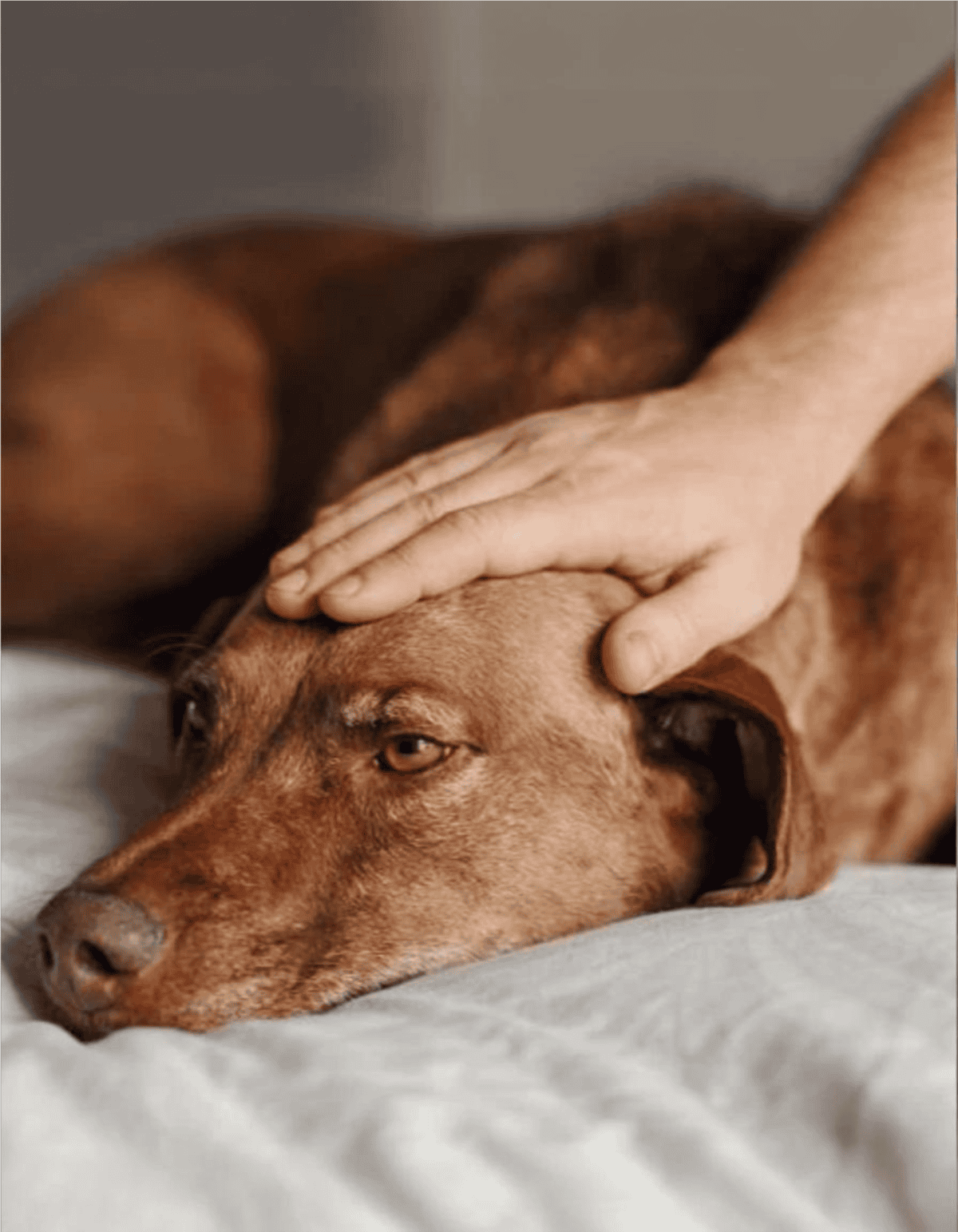 Dog resting peacefully, being gently petted, highlighting dog care and comfort.