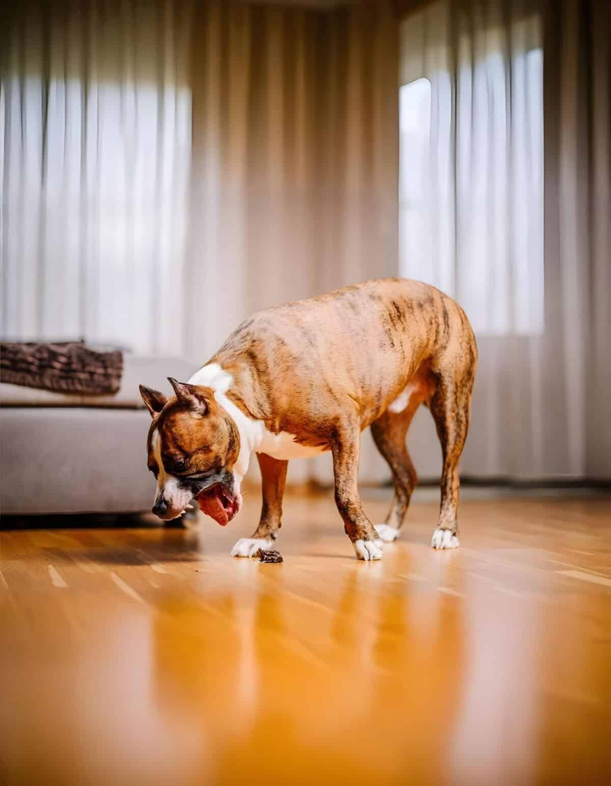 Dog eating treat indoors, happy pet having fun at home, dog care services, pet lifestyle.