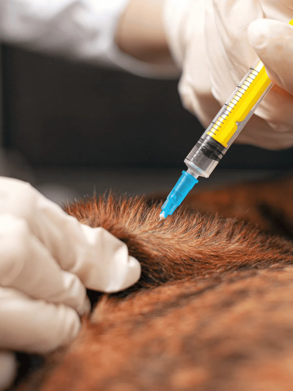 Dog allergy treatment in progress.