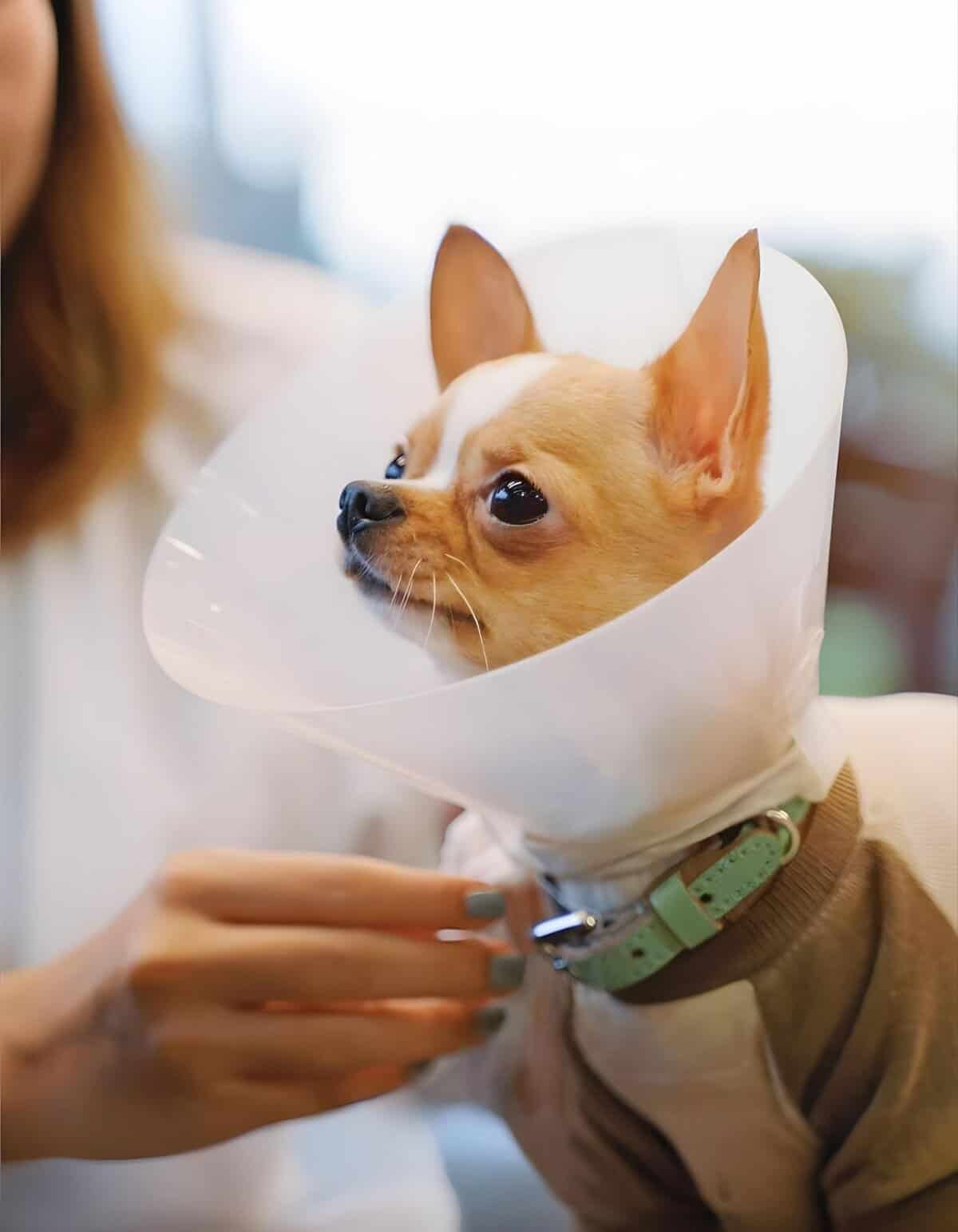 Close-up of a Chihuahua with a cone collar receiving veterinary attention.