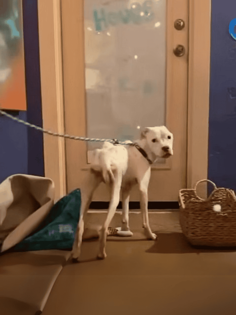 Adorable puppy on leash by door at pet care facility.