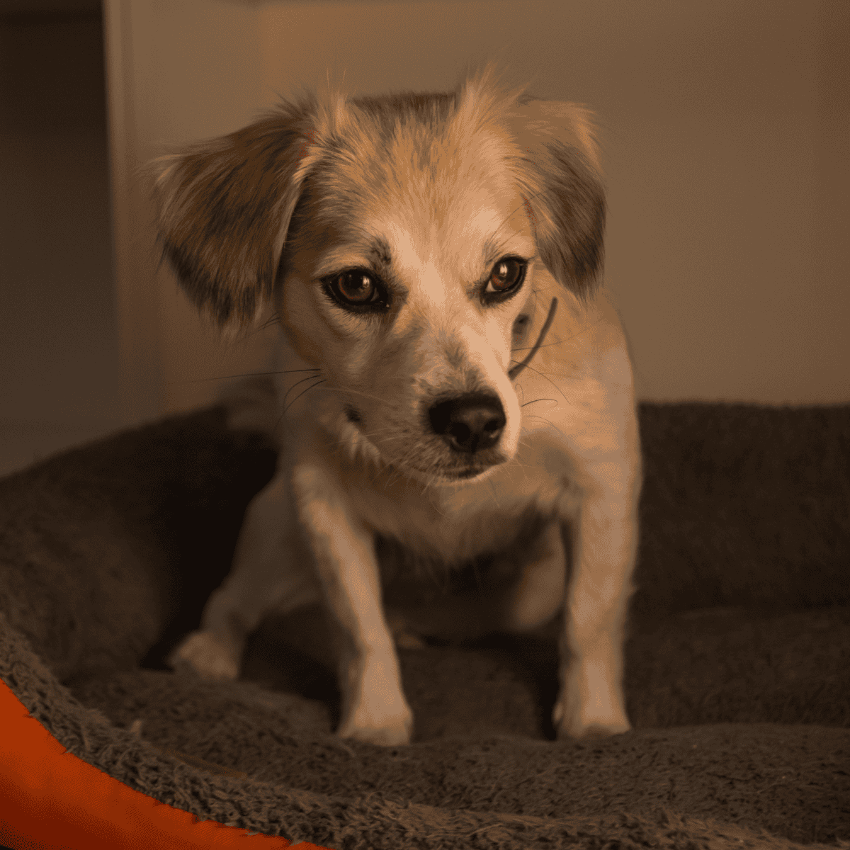 Cute small dog lounging on a plush dog bed, showcasing pet comfort and care. Ideal for pet health and lifestyle websites.